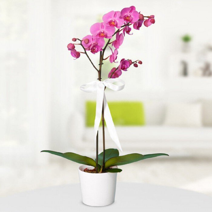  Pembe Orkide