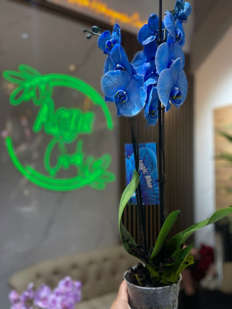 MAVİ ORKİDE ÇİFT DAL