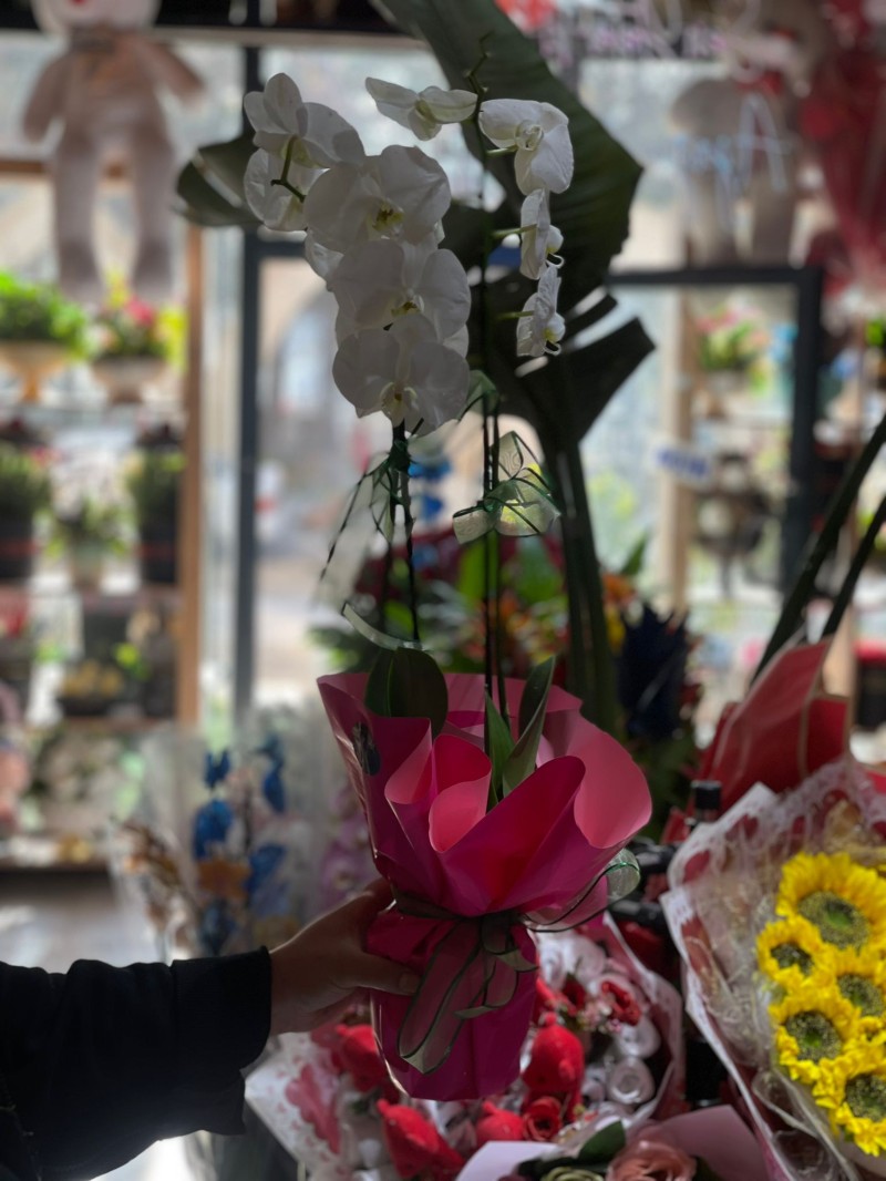BEYAZ ORKİDE ÇİFT DAL