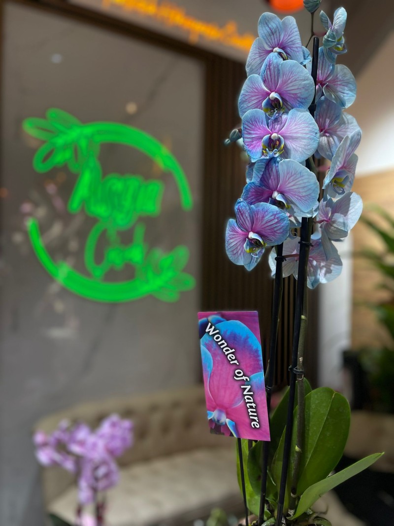 BEBE MAVİSİ ORKİDE ÇİFT DAL